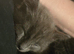 2 kittens for sale
