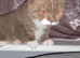 Rare Cinnamon British Shorthair
