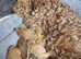 Red Cavapoo 9 wks ready to go