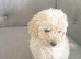 Female toy poodle