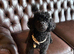 Last puppy – Ready Now £750