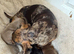 Miniature dachshund puppies