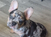 French Bulldog Puppies