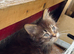 Persian cross mainecoon kitten