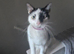 19 month old female cat for rehoming