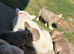 Pink Fluffy Producer Isabella Females health clear
