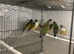 Young female Gouldians for sale