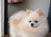 Proven Cream Pomeranian Stud &ndash; Double Coated & Healthy