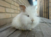 Teddywidder Bunnies – Lovely Bunnies Looking for Loving Homes