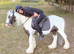 Storm traditional cob gelding