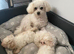 Adorable Bichon Puppies Looking for Their Forever Homes!