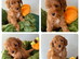 6 Cavapoo Puppies Forever Home Ready November