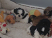 Shih tzu puppies for sale