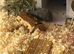 Hamster and enclosure