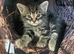 Kittens for sale