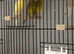 Irish Canary