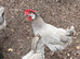 18 x White faced Spanish Hatching Eggs