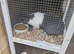 Dutch cross old english gorgeous blue/white with blue eyes