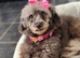 Lovely toy small miniature poodle lady adult bitch