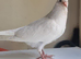 Stunning pure young white pigeon for sale