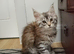Maine coon kittens available One left.