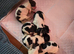 Nice young puppy's