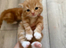 Beautiful red kittens looking for a home