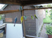 Budgies