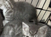 need kittens going to a good home