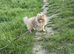 Lilac and tan insane female older puppy