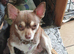 I have 3 chihuahua puppies ready to go Lincolnshire