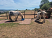 Mare with foal at foot