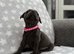 Kc registered blue Staffordshire bull terrier puppies