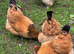 3 Essex buffs 1 silky cockerel