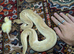 Male ball python