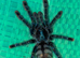 Tarantulas for sale