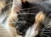 Beautiful Little Kittens