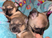 Sable blue/fawn Chuiahahaha puppies