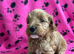 F1b puppies