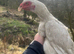 Aseel chicks