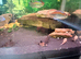 Aquastyle 850 curved aquarium with fish