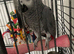 Friendly African grey