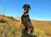 ABSOLUTELY STUNNING DOBERMAN PUPPIES FOR SALE