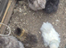 flock of Silkie growers