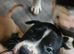 Beautiful sharpei x American bulldog puppies