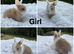 Mini lop baby’s