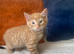 1 Left !! beautifull kittens!! Ready Now !