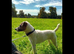 JACK RUSSELL TERRIER PUPS FOR SALE