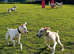 Beautiful DEAF little whippet lurcher girl