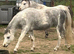 3 year old Welsh Section A filly&rsquo;s